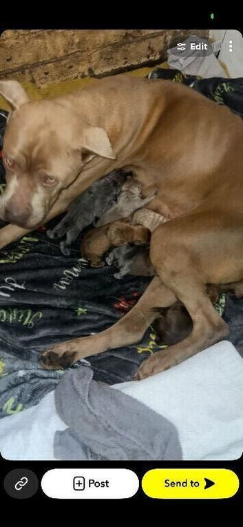 Press canario cross pups