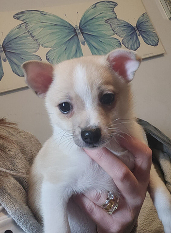 Pomchi pups
