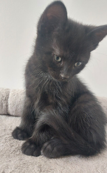 Cat for rehoming