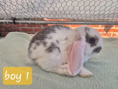 Stunning bunnies ready this weekend