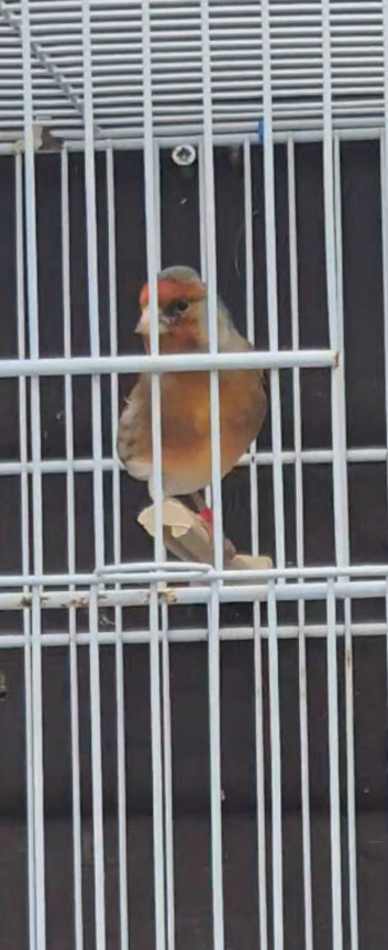 Goldfinch mule cock birds