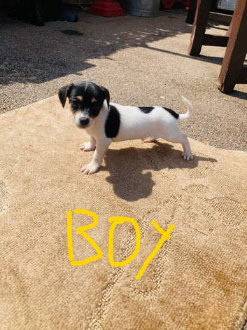 Jack Russell puppies