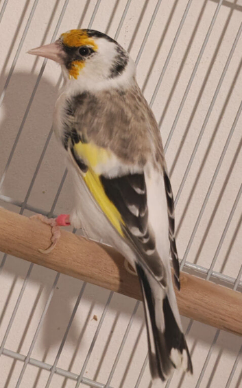 Pied goldfinches