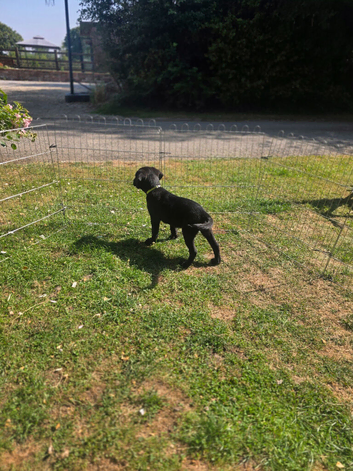 Beautiful Black Labrador Puppy &ndash; Ready Now