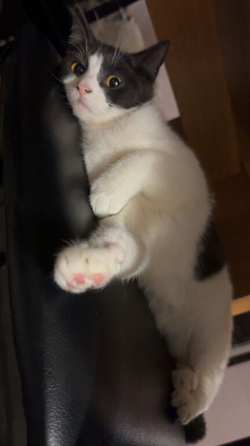 white & grey cat