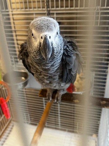 Male African grey with cage and full paperwork