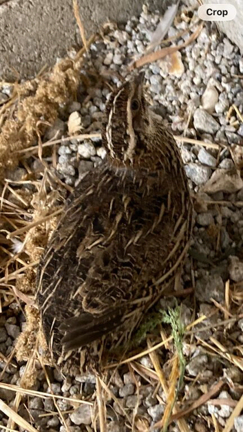 :3 young laying quails