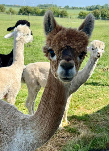 3 x Gorgeous BAS Registered Alpacas