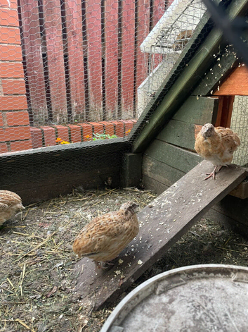 Coturnix Japanese Quails