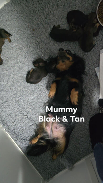 Miniature longhaired dachshunds