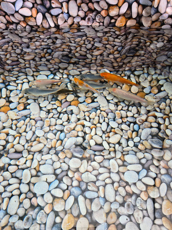 Young koi