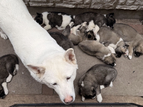 American Akita Puppies