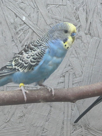 Young Kakariki bourkes and budgies