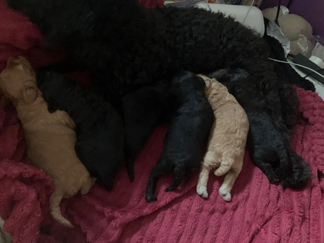 5 Jackapoo puppies all boys