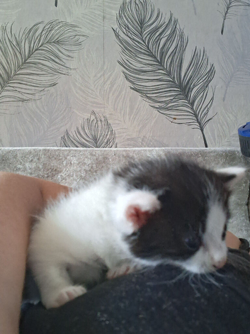 1 male 2 female kittens