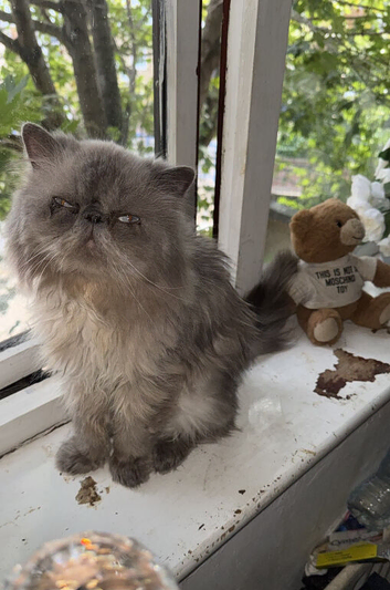 Gccf Active himylian Persian boy from champion bloodlines