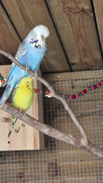 1 male 1 female budgie available