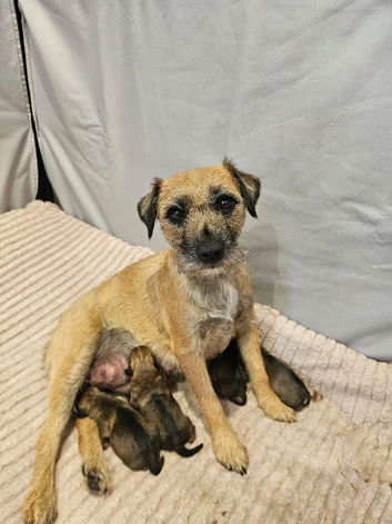 BORDER TERRIER PUPPIES