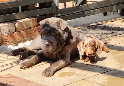 2 year old male shar pei