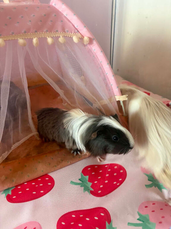 female guinea pig baby