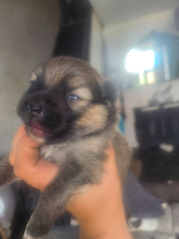 Beautiful sable boy puppy