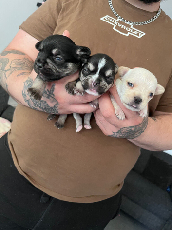 Frenchbulldog pups