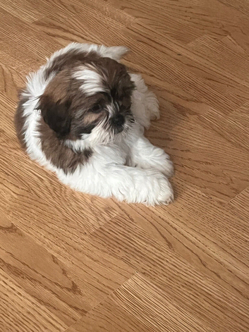 Still available 12 weeks old shorkies