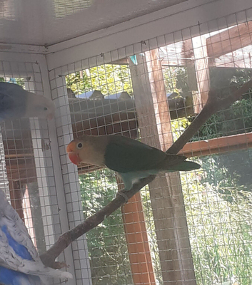 Young lovebirds