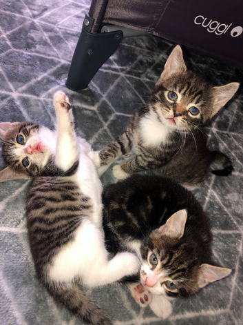 tabby kittens