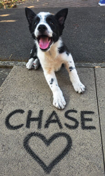 border collie