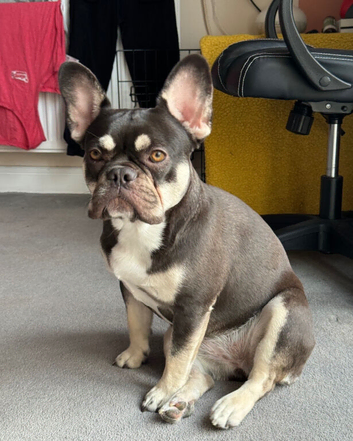 KC Registered French Bulldog &ndash; 2.8 Years Old