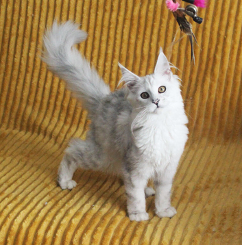 Pedigree TICA Registered Silver Shaded Kittens