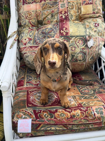 Beagle puppy