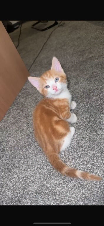 Kittens looking for forever home