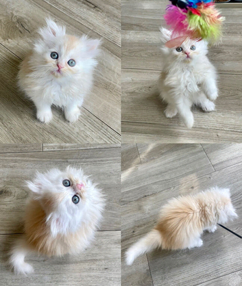 Persian Chinchilla kitten
