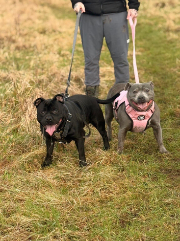 Staffordshire bull terrier puppys