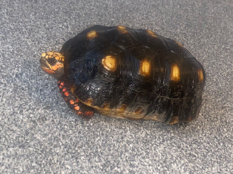 Red foot tortoise