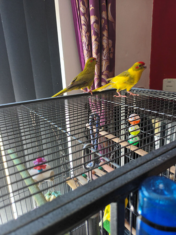 Kakarikis hand reared 12 weeks old