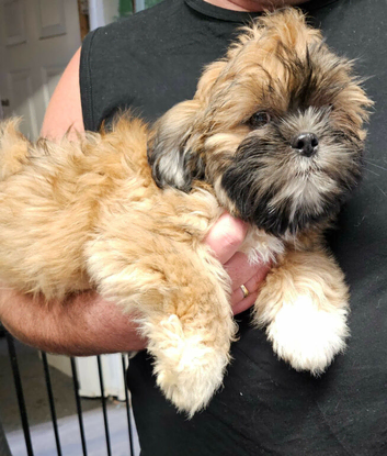Lhasa Apso puppies for sale