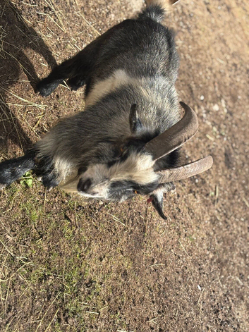 Billy goat