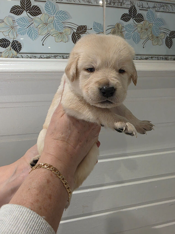 Golden Labradoodle Puppies