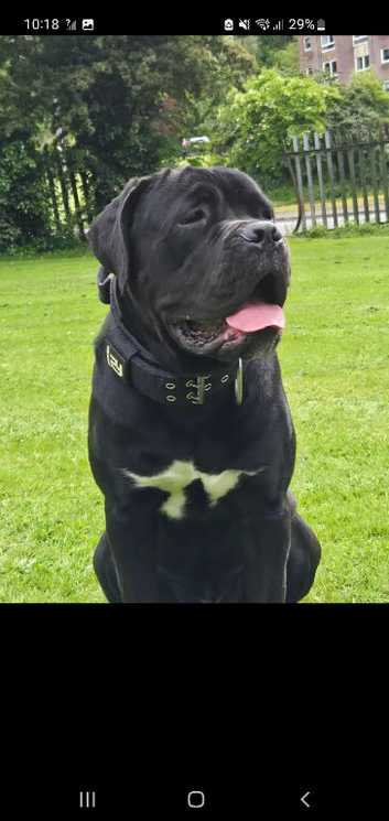 Cane corso male 17months old