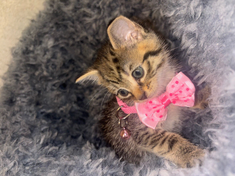 4 Kittens Looking For a loving family!
