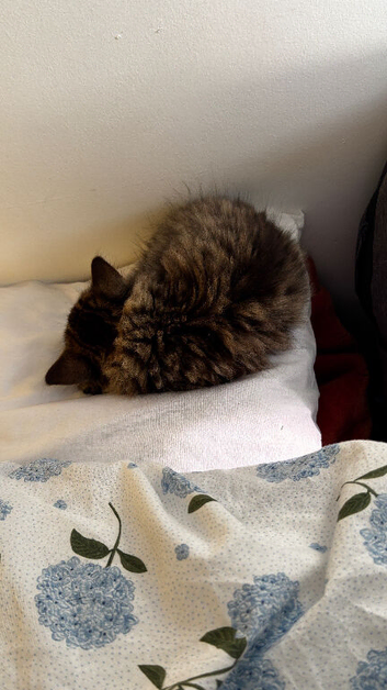 Adorable 10-Week-Old Kitten Looking for a Loving Home