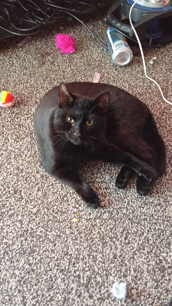 Beautiful natured cat needs new home