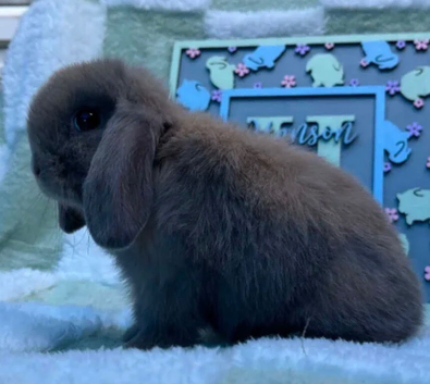 Lovely Mini Lop Buck Available