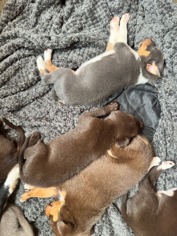 Border Collie x Australian Kelpie pups