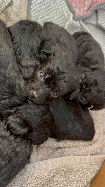 Jackapoo puppies