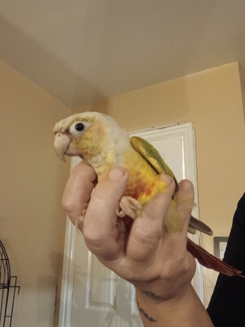 Hand reared baby pineapple conure parrot