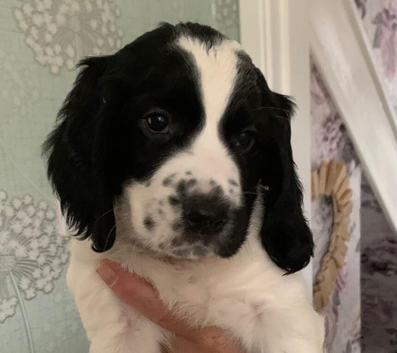 English Springer Spaniels puppies